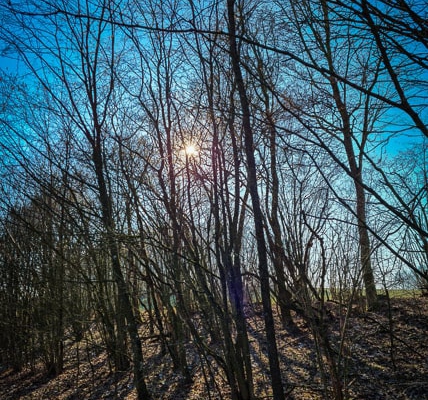 Viel Licht im Wald am Hang