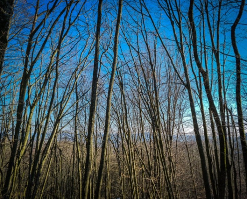 Blick durch den Wald am Hang