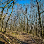 Viel Licht im Wald