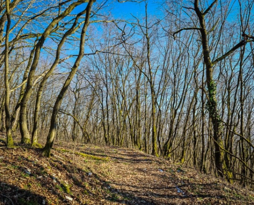 Viel Licht im Wald