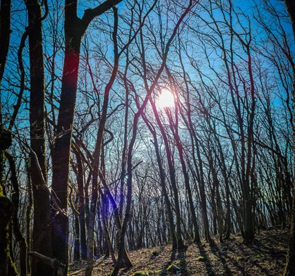 Viel Licht im Wald