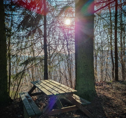 Rotkäppchenbank unter Tannen bei Obernsees