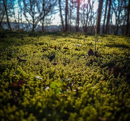 Moos bei Obernsees