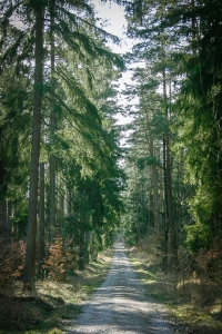 Weg durch den ebenen Wald