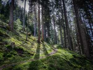 Steiler Aufstieg im Wald