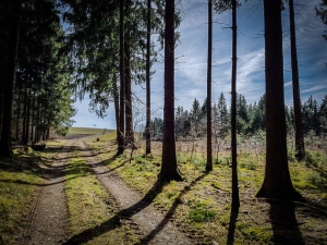 Weg aus dem Wald hinaus