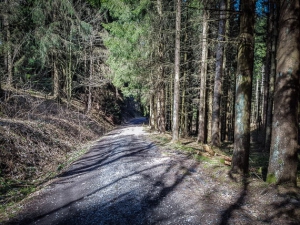 Waldweg bergab