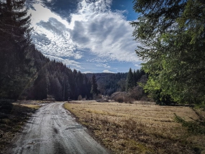 Unten im Tal aus dem Wald hinaus