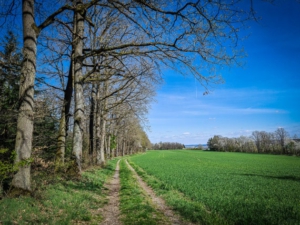 An einem langen Waldrand entlang