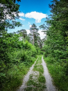 Gerader Waldweg