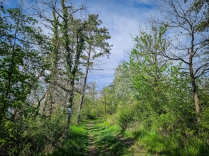Weg durch den lichten Wald nach hinten zum Reichenbacher Blick