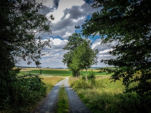 Aus den Wäldchen hinaus