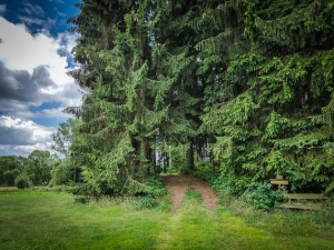 Wieder in den Wald