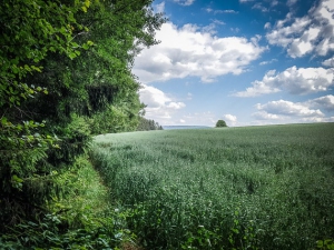 Am Waldrand entlang