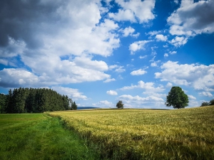 Am Rand der Wiese entlang