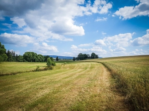 Am nächsten Wiesenrand entlang