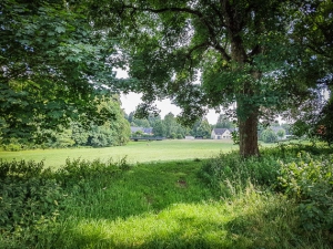 Hecke mit großen Bäumen