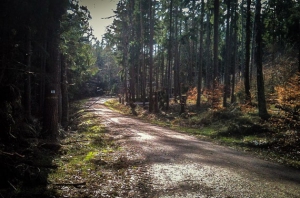 Weg durch den Wald in Richtung Südflanke