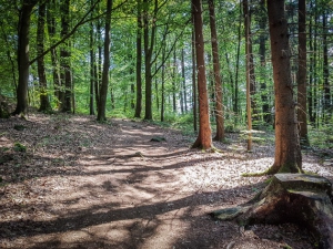 Weg im lichten Wald