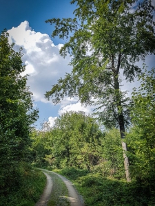 Forstweg an der Nordflanke des Rauhen Kulms