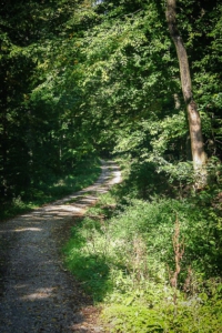 Wieder auf breiterem Forstweg