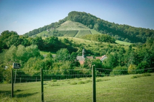 Der Stollberg als höchster Weinberg Frankens