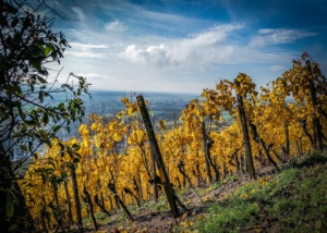 Wandern Frankens höchster Weinberg Stollberg Handthal