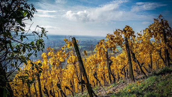 Wandern Frankens höchster Weinberg Stollberg Handthal