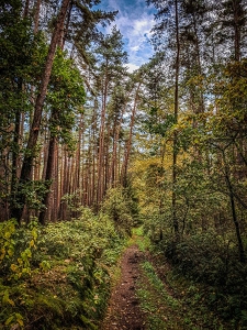 Naturbelassener mit Gras überwachsener Weg