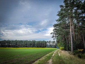 An einem Waldrand entlang