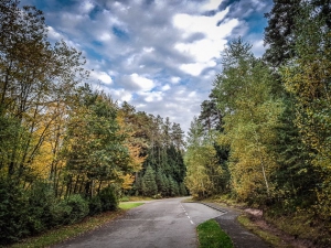 Geteertes Sträßchen im Wald