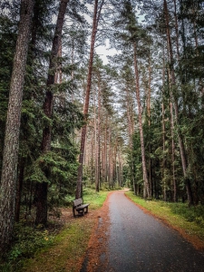 Schmaler geteerter Weg im Wald