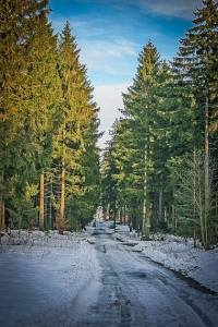 Breiter Waldweg