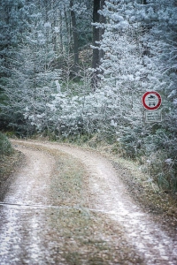 Weg im Wald mit Raureif