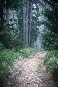 Natürlicherer Weg im Wald