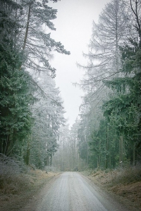 Auf breiter Forststraße im Wald