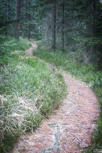 Kurviger Wanderpfad hinter der Rotmainquelle