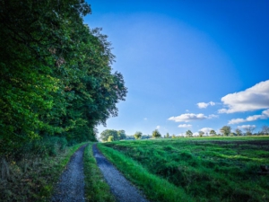 Schotterweg am Waldrand entlang