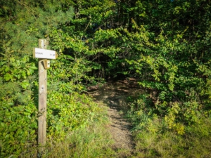 Pfad in den Wald zur Alten Burg