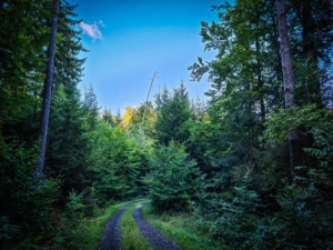 Weiter unten auf dem Waldweg entlang