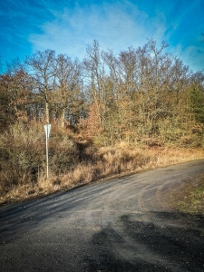 Dem breiten Forstweg folgen