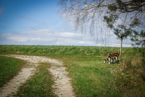 Ecke eines Waldes mit Bank und Wegweiser