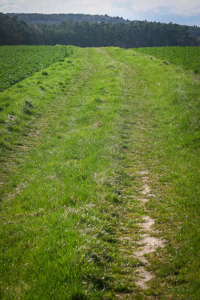 Wiesenweg zum Dreifranken-Stein