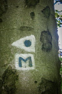 Mainwanderweg und anderer Wegweiser an Baum