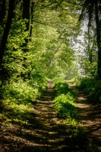 Ein etwas mit Gras bewachsener Weg