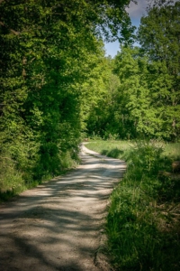 Schotterweg am Waldrand