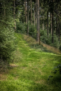Grüner Waldweg