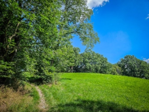 Schmaler Weg am Waldrand bergauf