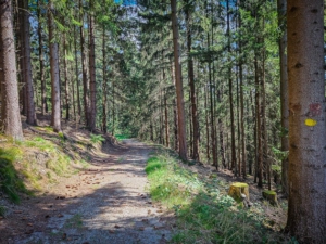 Weg mit noch leerem Wegweiser