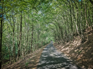 Die Straße im lichten Wald hinunter zum Parkplatz am Friedhof Goldkronach